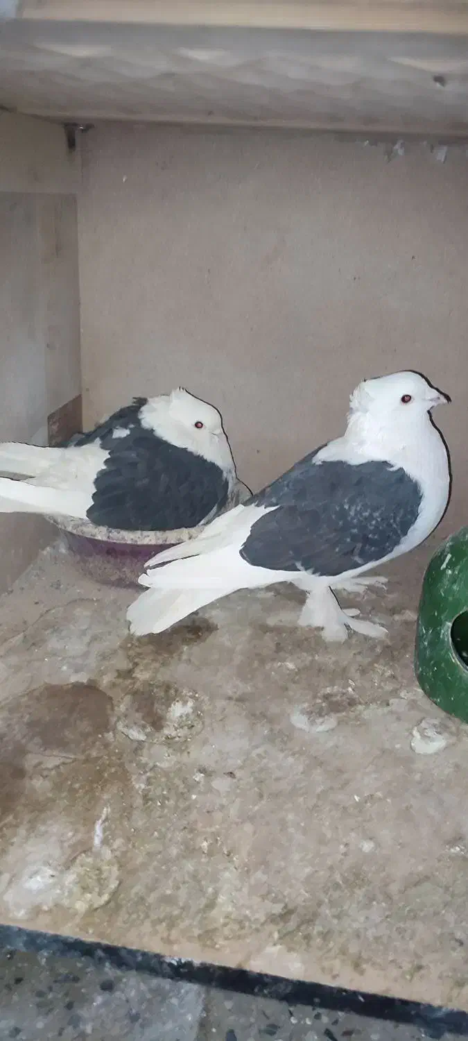 کفتر کل سفید ،کربلایی،پشتدار،پاکستانی،سرور معاوضه|پرنده|قنوات, |دیوار