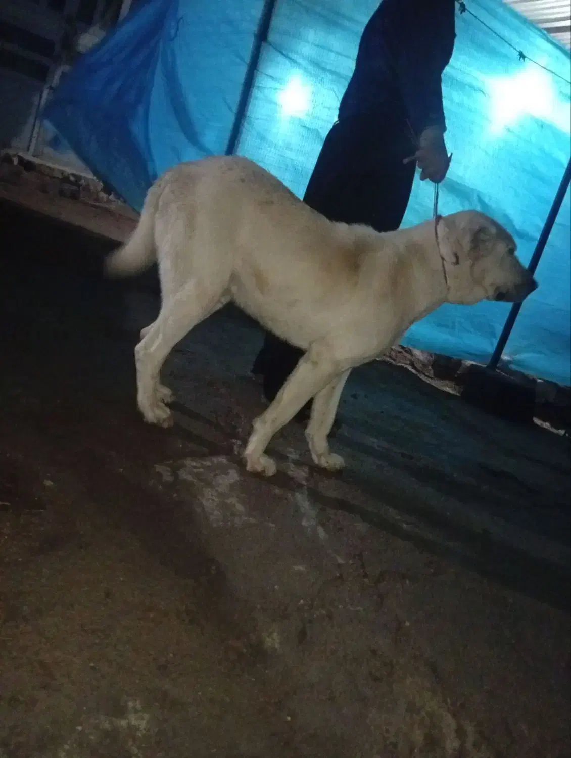 سگ ادمی|سگ|شیروان (خراسان), |دیوار