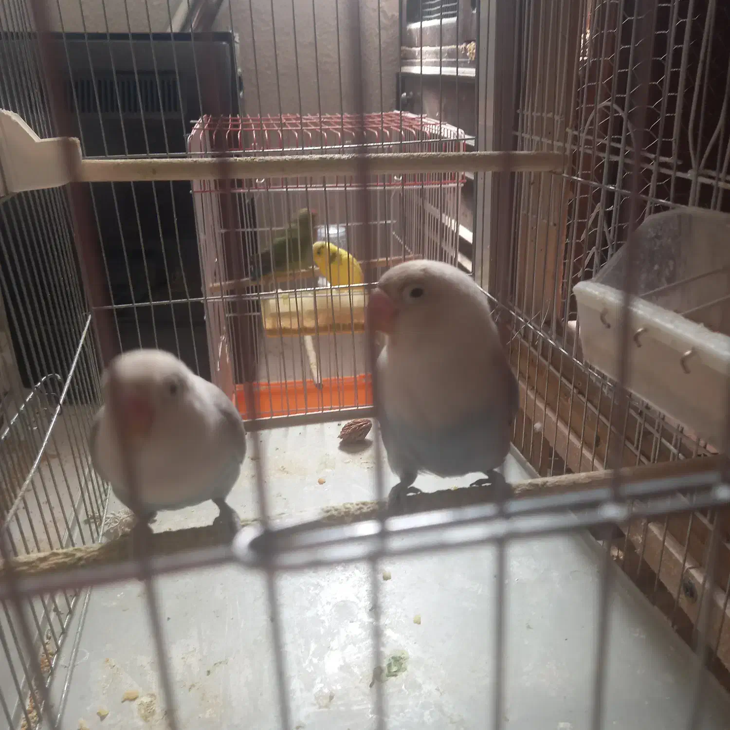 دوتا کوتوله شیطون نیمه دستی باهوش|پرنده|فولادشهر, A3|دیوار