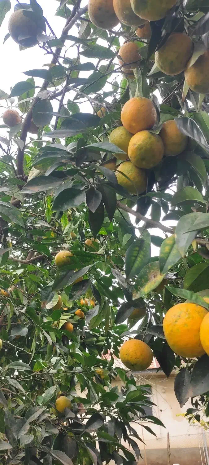 نارنج محلی آبدار|خوردنی و آشامیدنی|طاهرگوراب, |دیوار