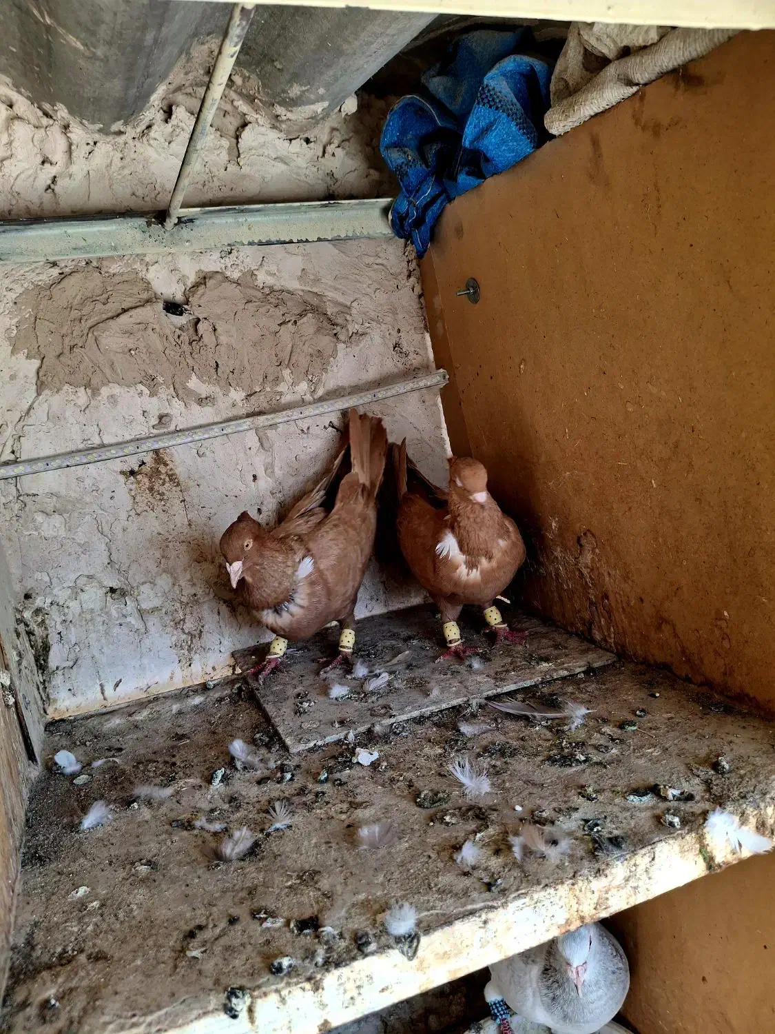 کلاغ نواری پرتغالی|پرنده|مشهد, آبکوه|دیوار