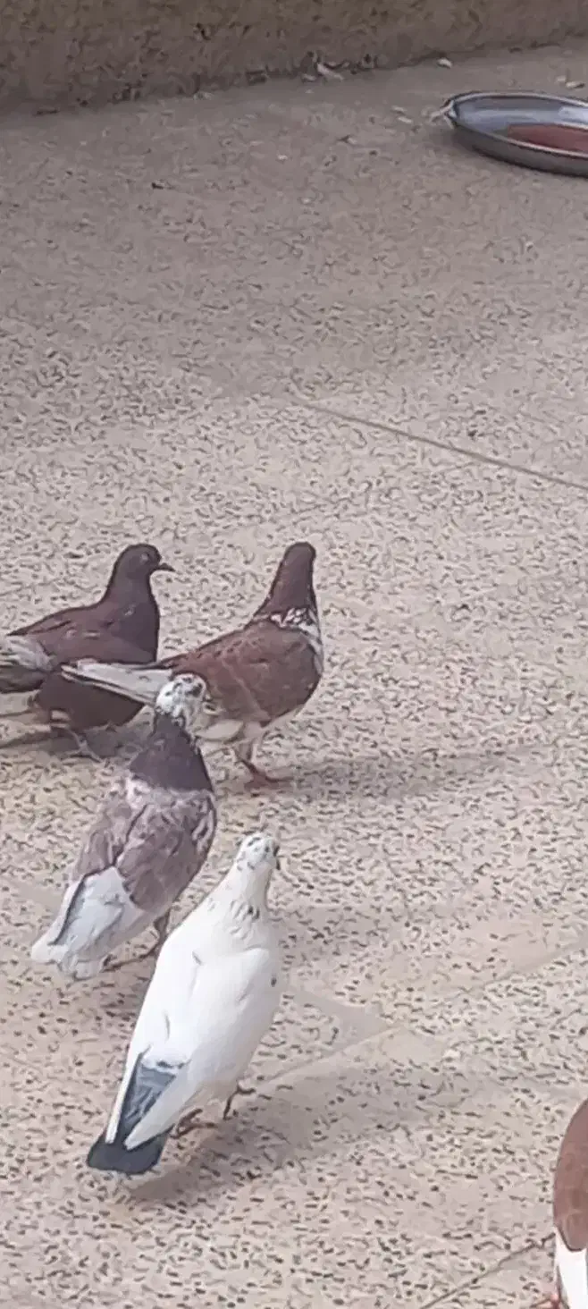 ۵۰تاکفتر شناسنامه دار فوق پرش|پرنده|بهارستان, |دیوار