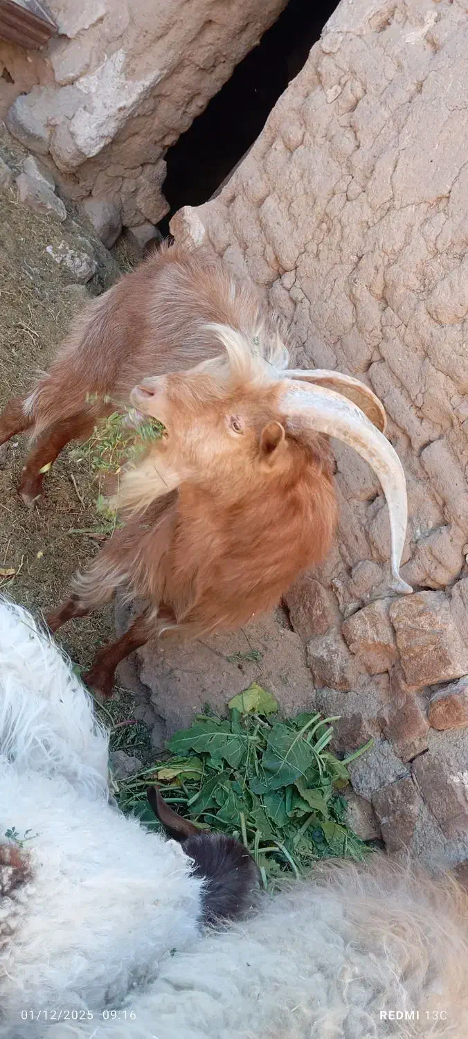 بزغالع نر سانن فروشی|حیوانات مزرعه|سده (خراسان جنوبی), |دیوار