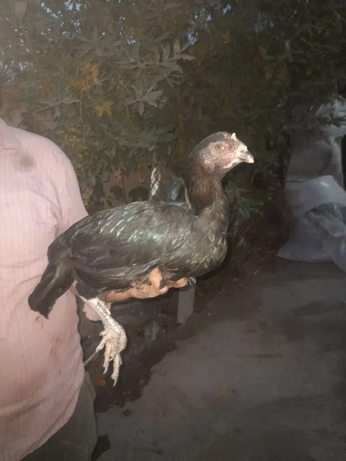 لاری|حیوانات مزرعه|مشگین شهر, |دیوار