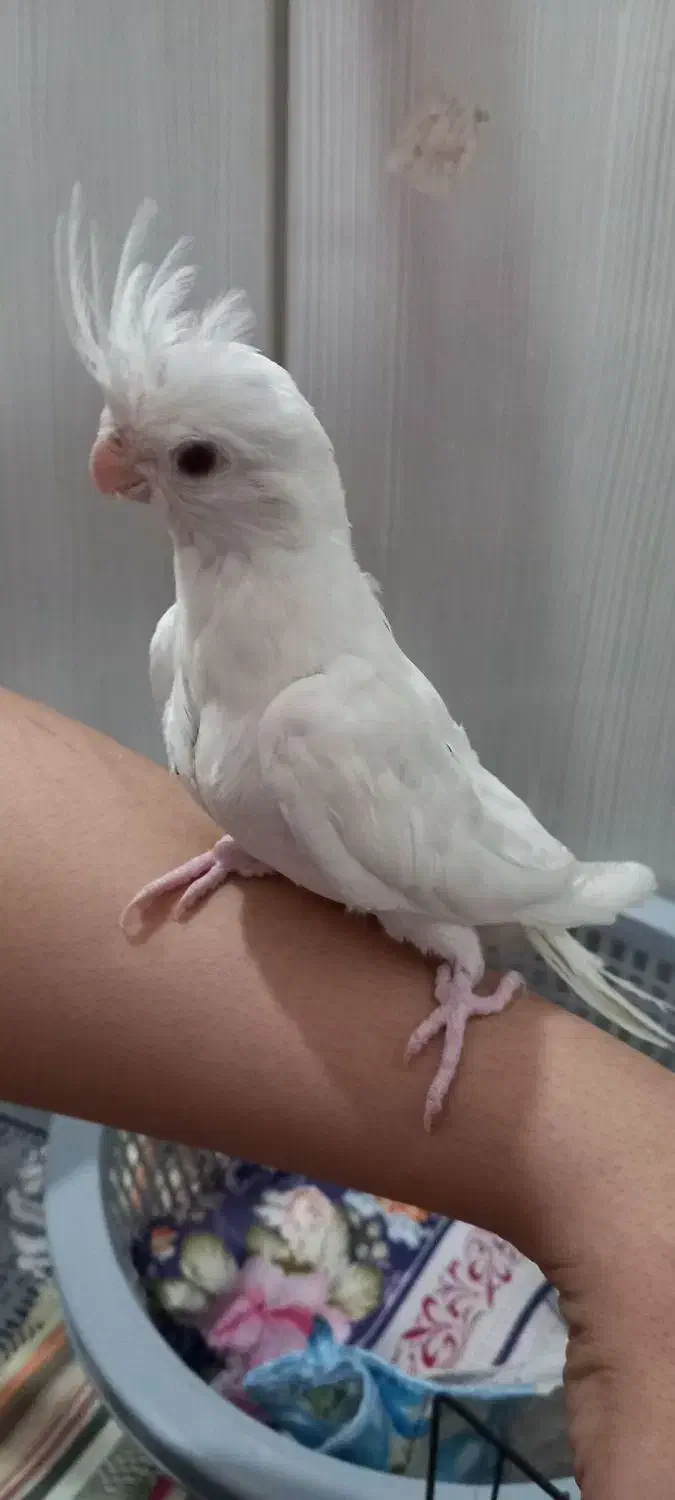 3 عدد جوجه عروس هلندی دستی|پرنده|مشهد, گلشور|دیوار