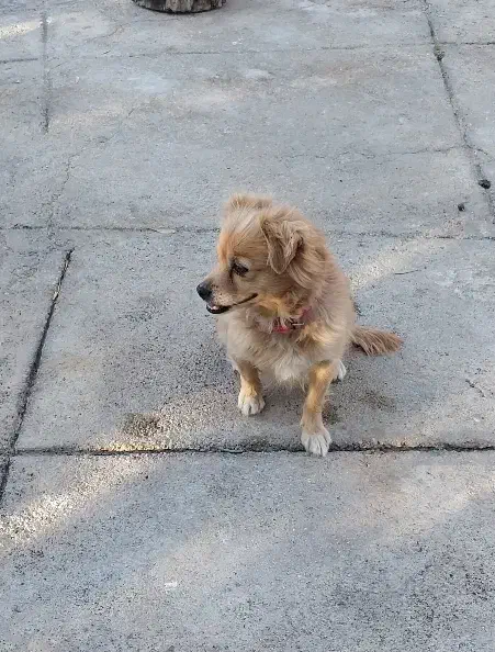 سگ پاکوتاه میکس|سگ|درب بهشت, |دیوار