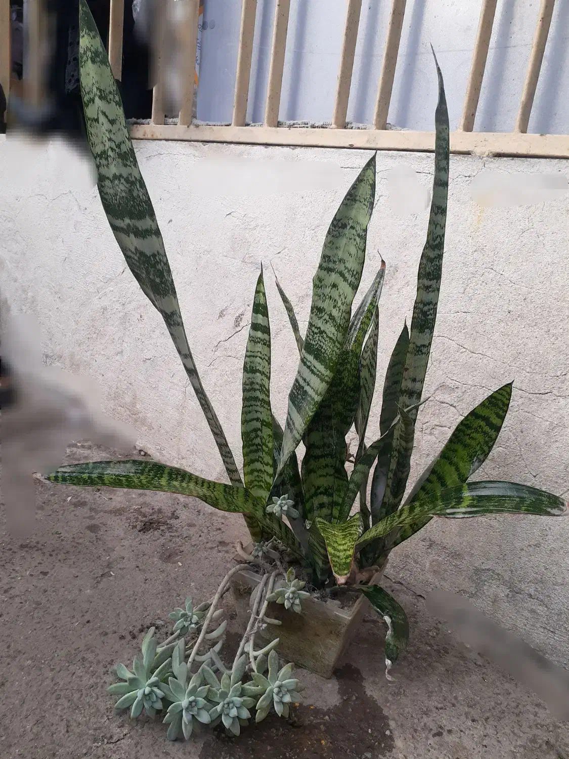 گلهای خانگی|گل و گیاه طبیعی|رشت, علی آباد|دیوار