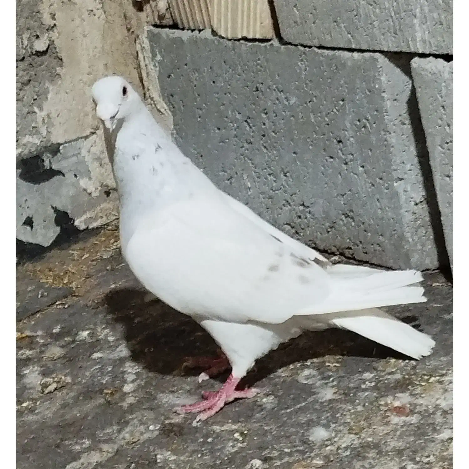 دسته کفتر پلاکی و جفت شوریستر|پرنده|شیراز, دانشگاه شیراز|دیوار