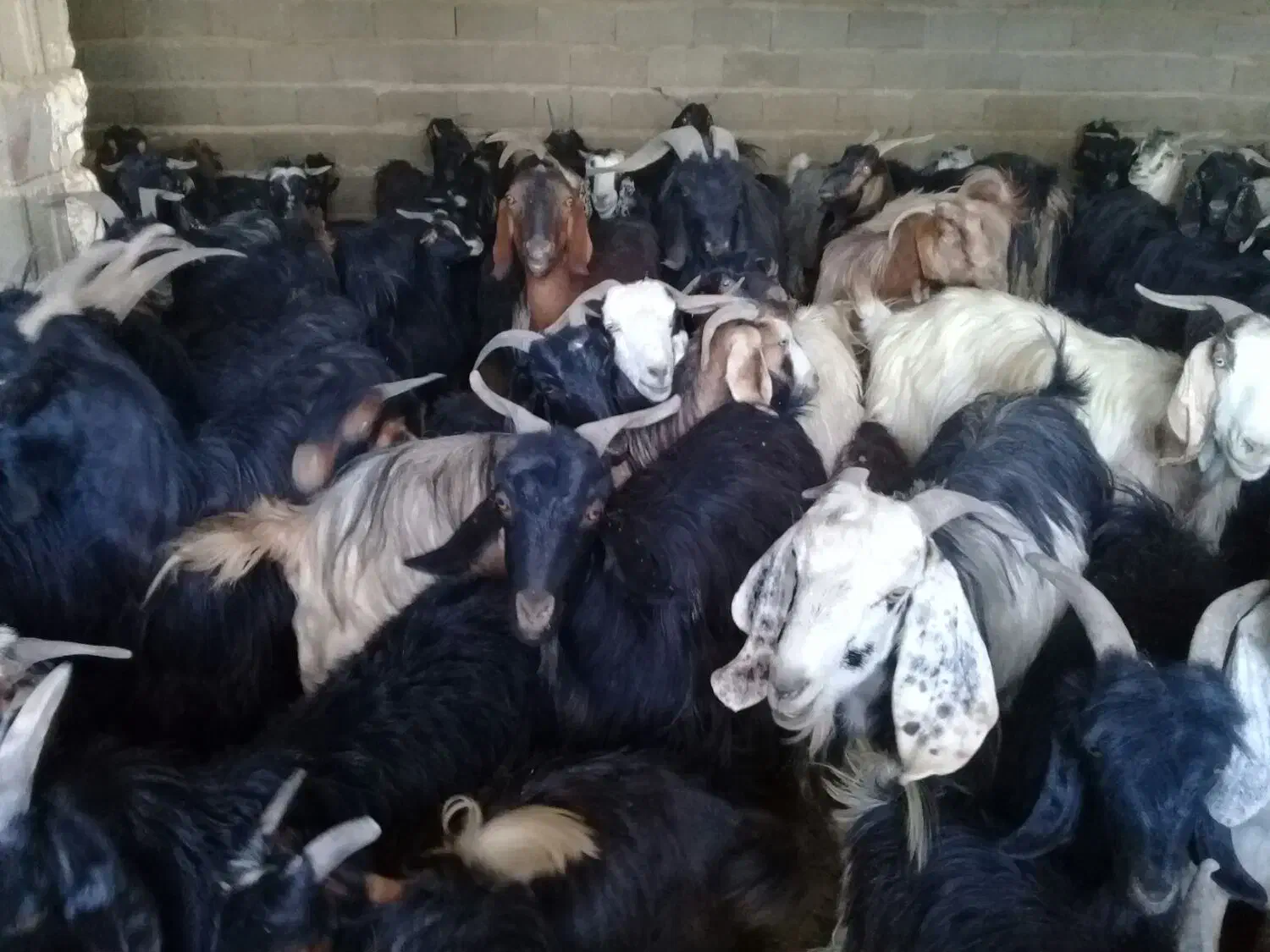 فروشی بز ابستن|حیوانات مزرعه|زرقان, |دیوار