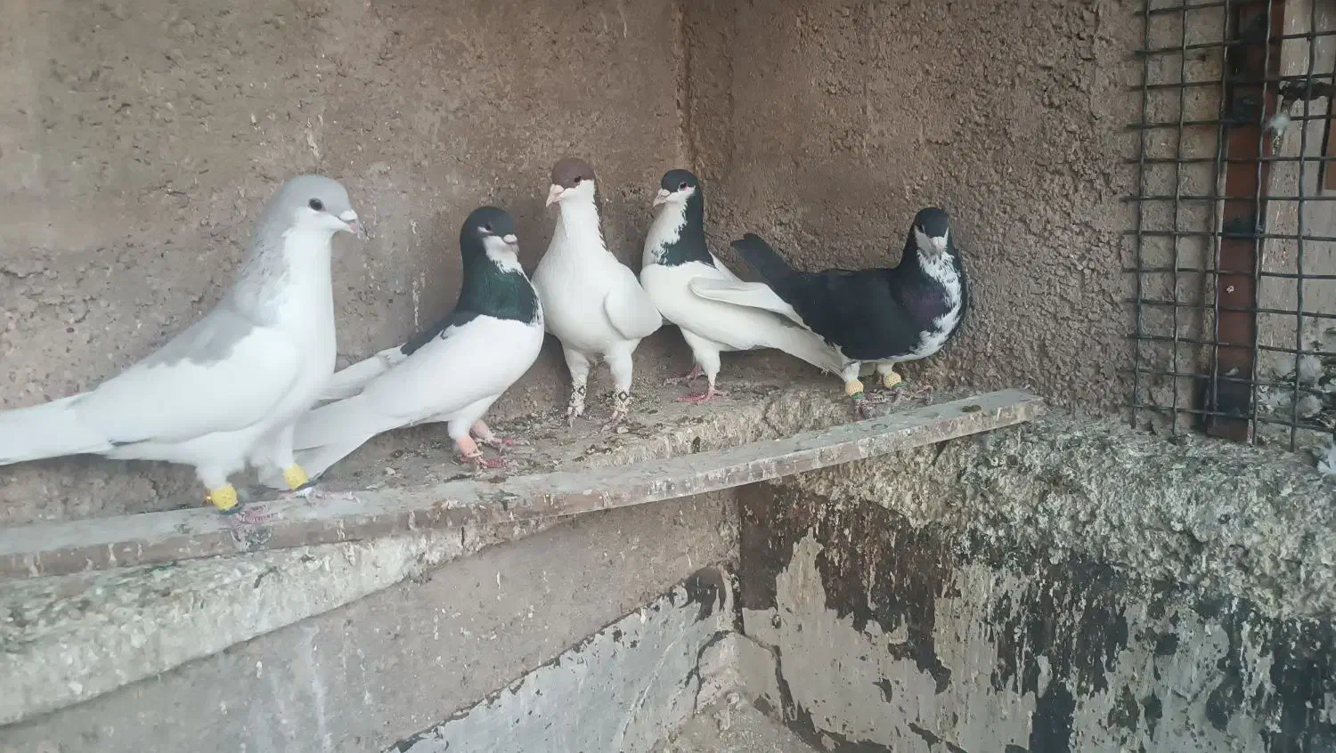 5تا شهری باهم|پرنده|شیراز, رکنآباد|دیوار