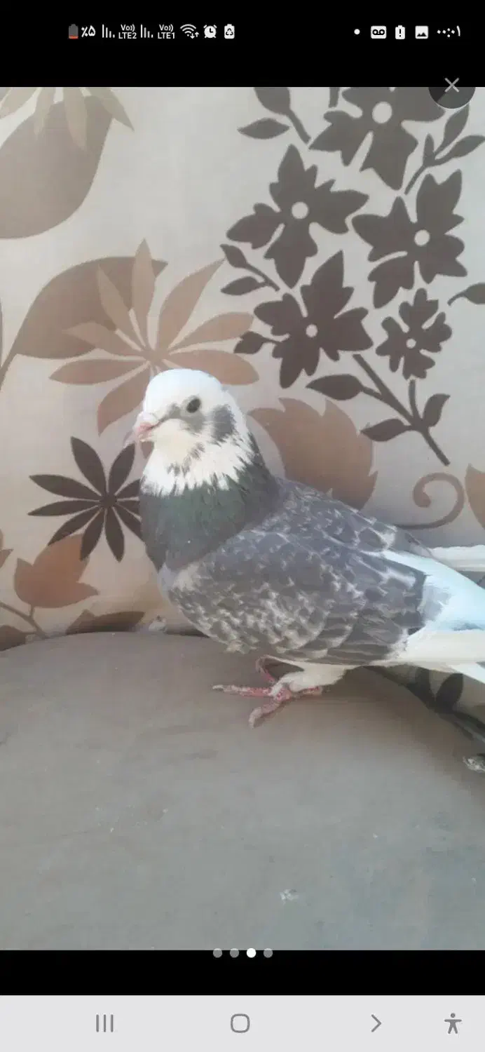 کفترهای پرشی و بازیدار|پرنده|اسکو, |دیوار