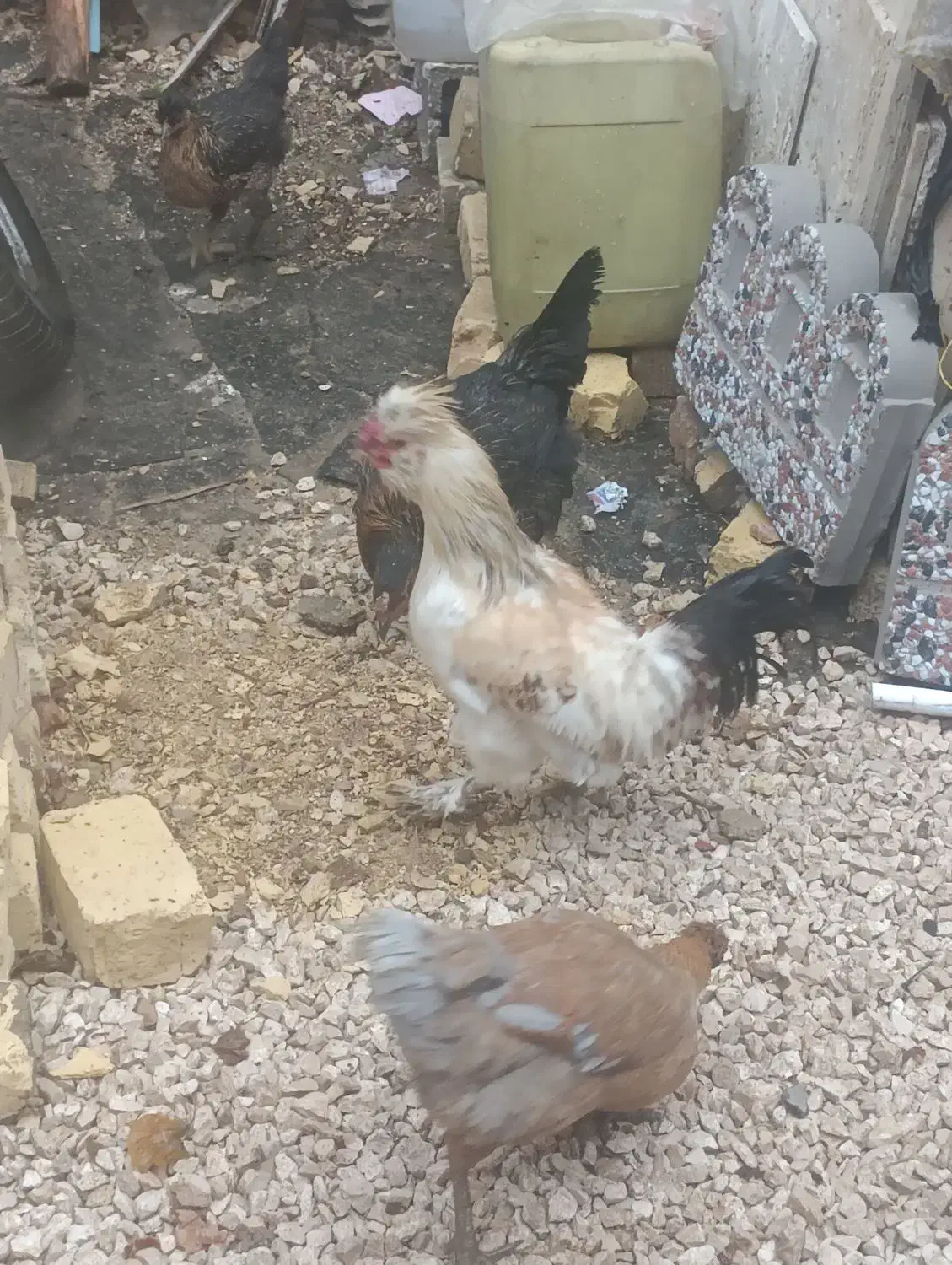 مرغ وخروش|حیوانات مزرعه|شیراز, کیان آباد|دیوار