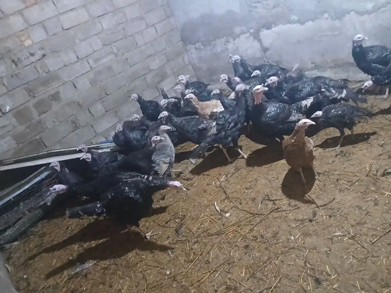 بوقلمون|حیوانات مزرعه|نوشین شهر, |دیوار