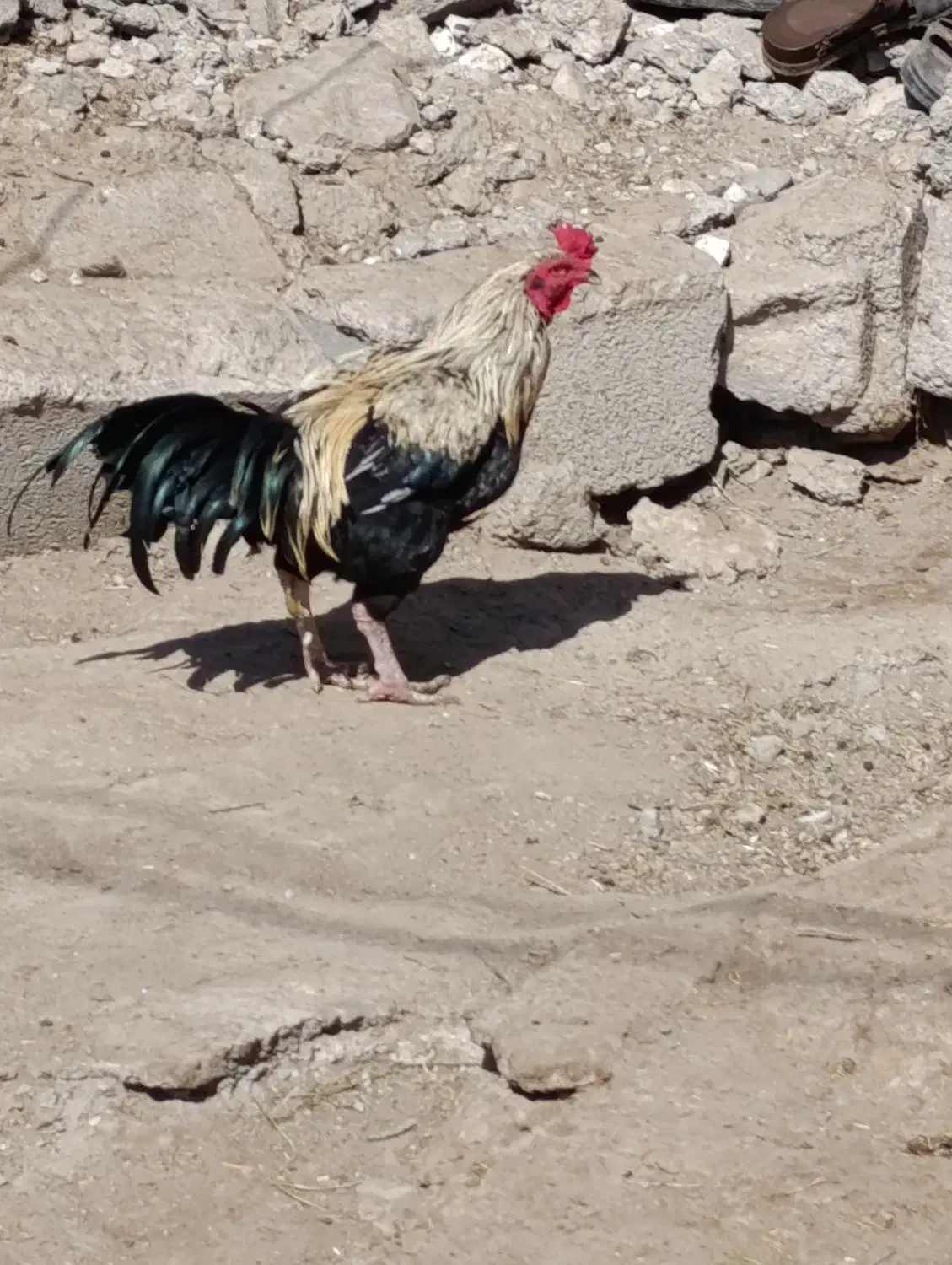 خروس بفرش|حیوانات مزرعه|تخت, |دیوار