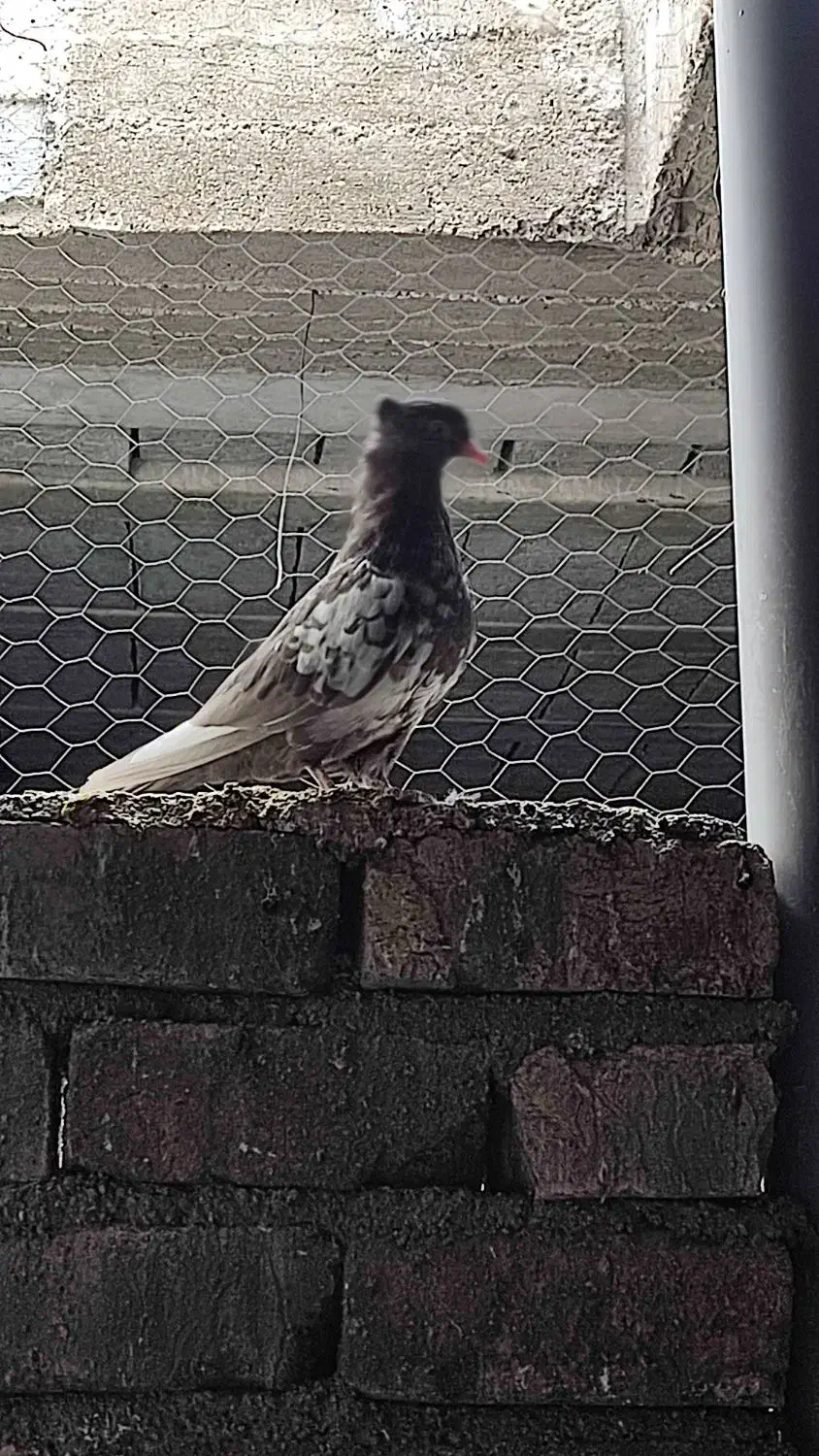 تعدادی کبوتر|پرنده|شیراز, شهرک مهرگان|دیوار