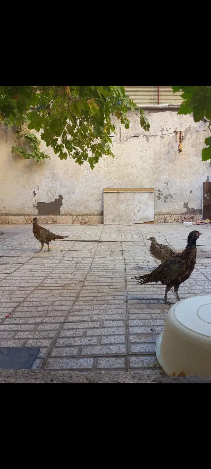 مرغ وخروس زینتی|حیوانات مزرعه|نیشابور, دارایی|دیوار