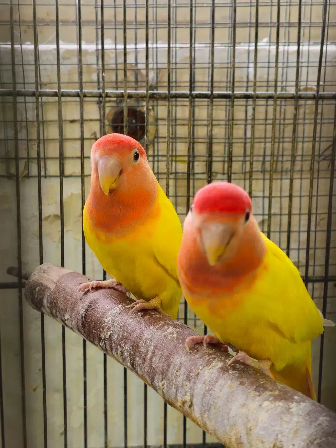 کوتوله برزیلی ، عروس هلندی|پرنده|جهرم, |دیوار