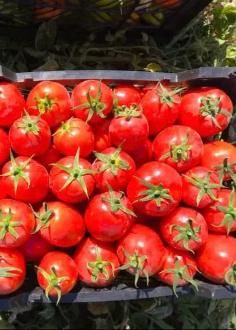 کشاورزی|خدمات باغبانی و درختکاری|صدرا-فارس, فاز ۱|دیوار