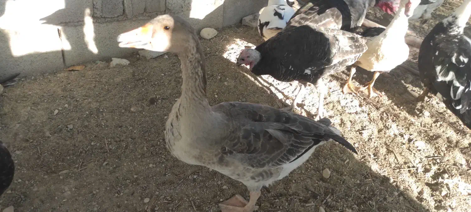 غاز محلی و اردک محلی طبیعی|حیوانات مزرعه|یاسوج, |دیوار