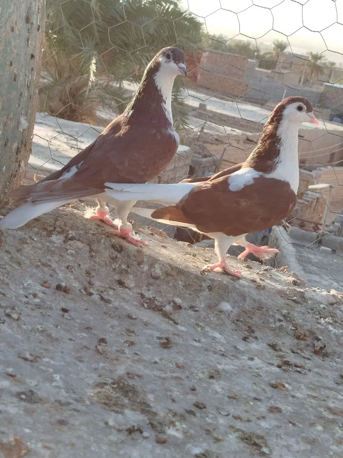 نرماده ساده سرخ با جوجه|پرنده|ایرانشهر, |دیوار