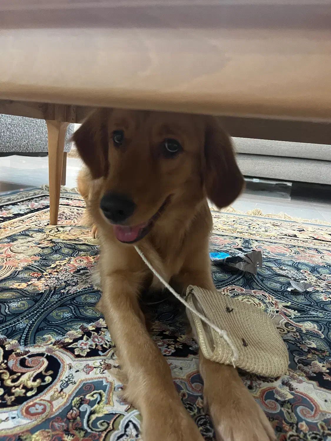 سگ گلدن|سگ|رشت, دیلمان|دیوار