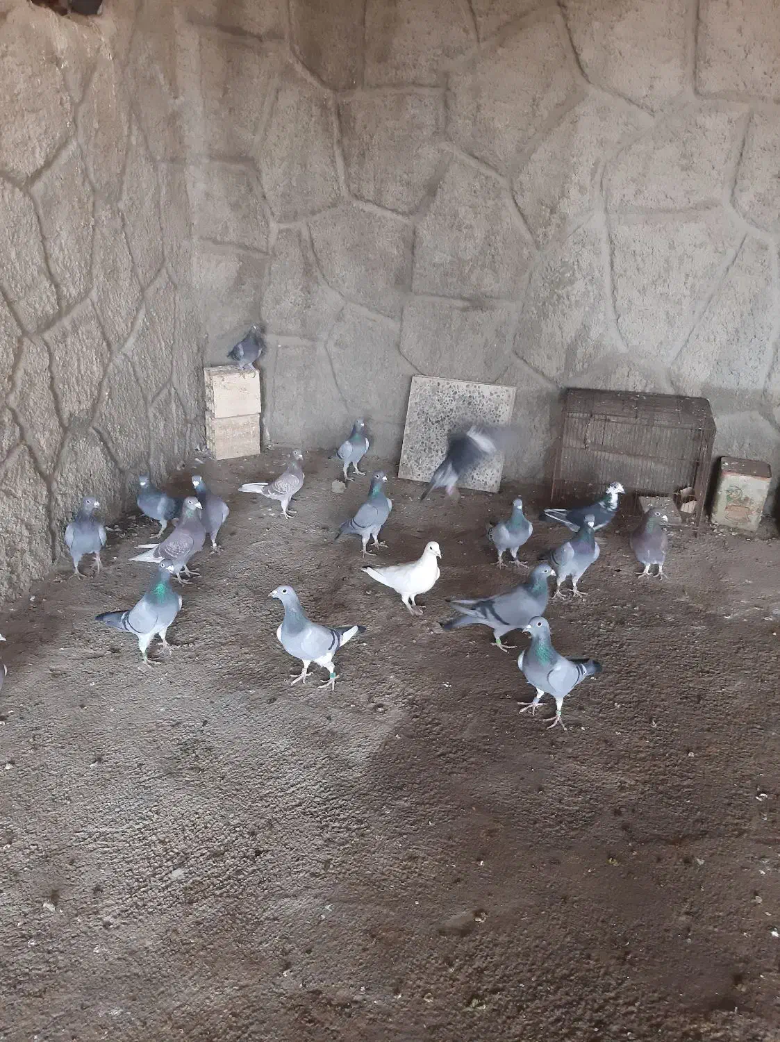 کبوتر پلاکی|پرنده|صوفیان, |دیوار