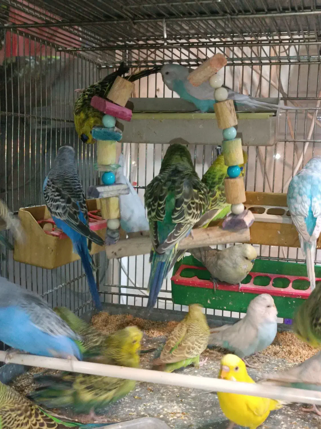 مرغ عشق انگلیسی|پرنده|اسلامشهر, مطهری|دیوار