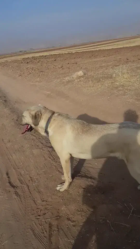 سگ پژدراصیل|سگ|کرمانشاه, |دیوار