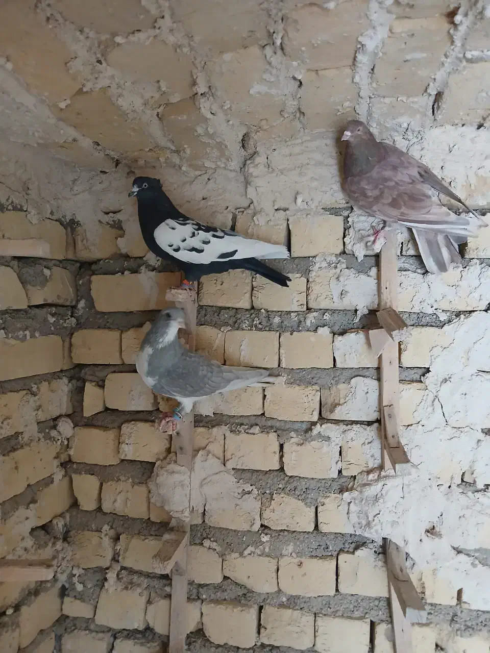 کبوتر بهبهانی بزن|پرنده|شیراز, کرونی(خاتونک)|دیوار