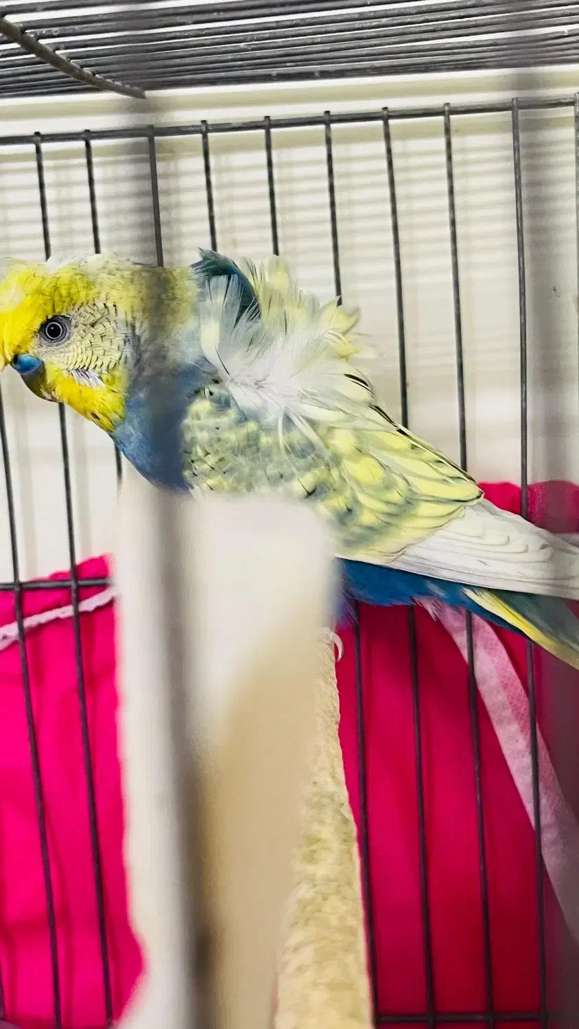 جفت مرغ عشق دوگُل با جوجه|پرنده|بندر ماهشهر, |دیوار