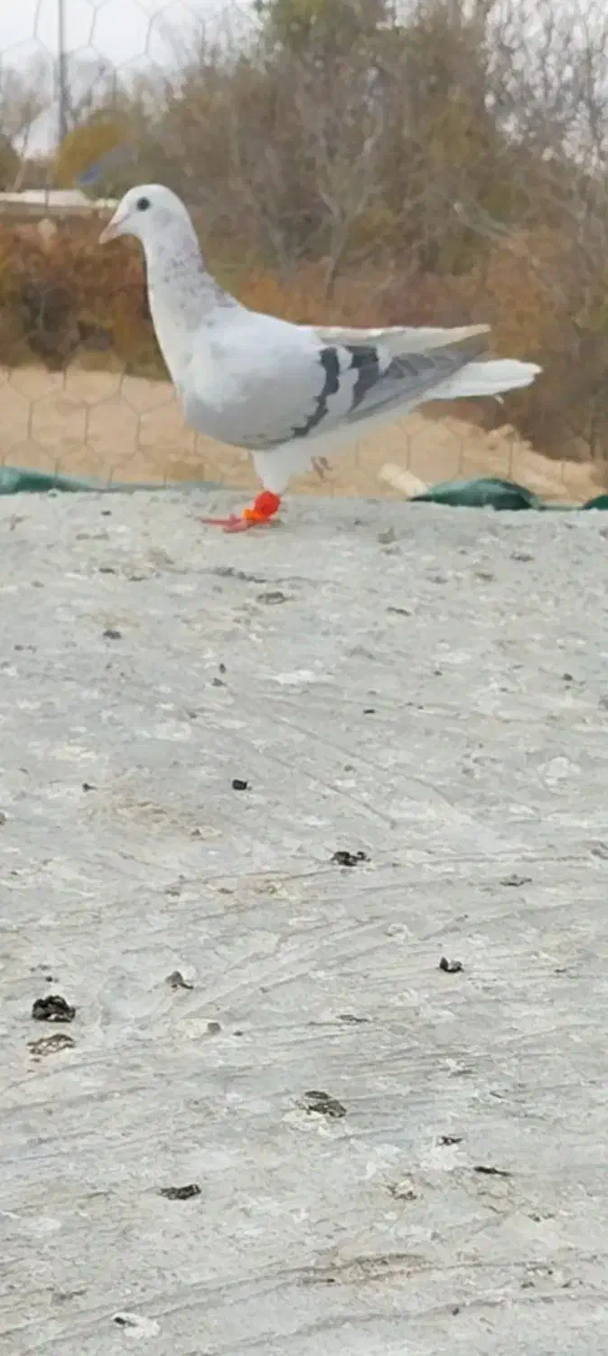 پرنده|پرنده|آبگرم, |دیوار