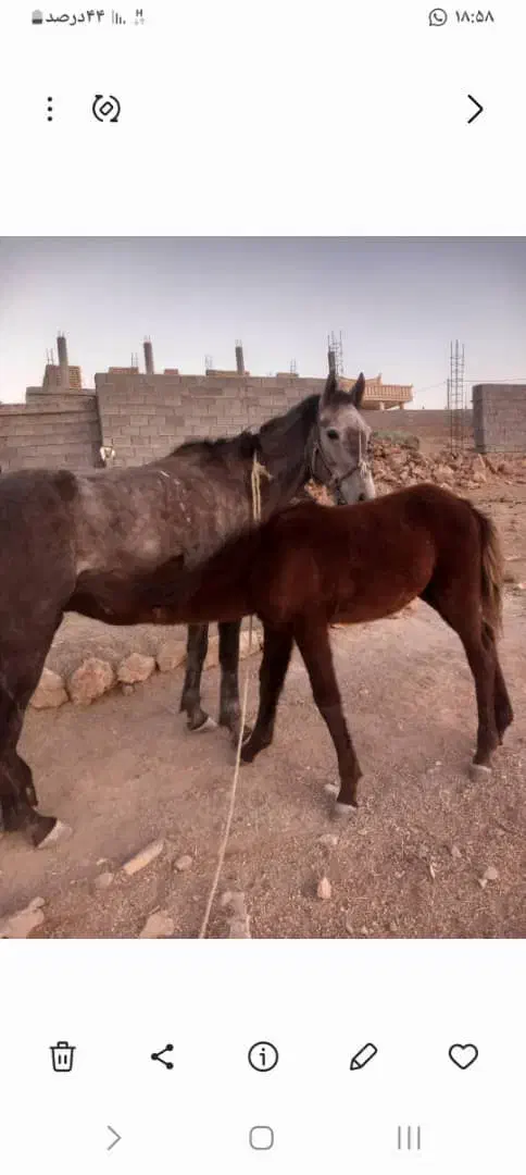 یک مادیون سه سال و یک گرده نریون هشت ماه|اسب و تجهیزات اسب‌سواری|کوهمره, |دیوار