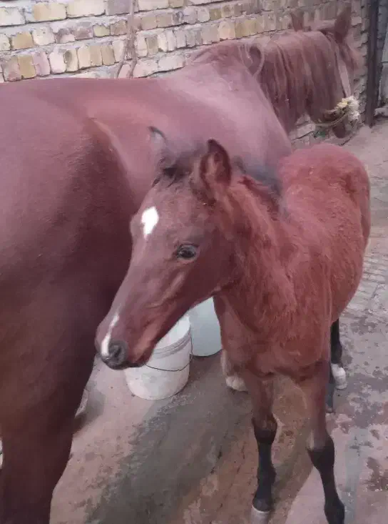 اسب|اسب و تجهیزات اسب‌سواری|آوج, |دیوار