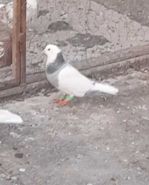 طوقی|پرنده|پاکدشت, شهرک انقلاب|دیوار