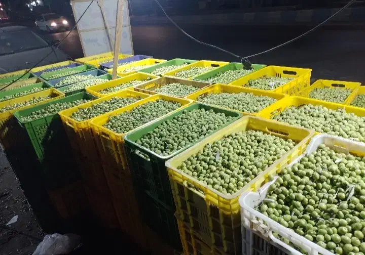 زمین گیلان رشت/ و فروش باغ زیتون شمال(لوشان) ویلا|فروش زمین و ملک کلنگی|چهاردانگه (تهران), |دیوار