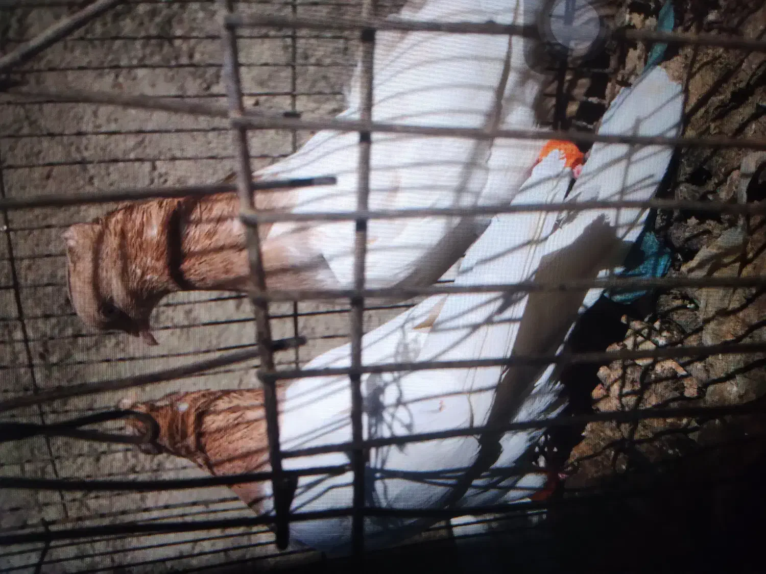 کبوتر جوجه بوم|پرنده|شیروان (خراسان), |دیوار