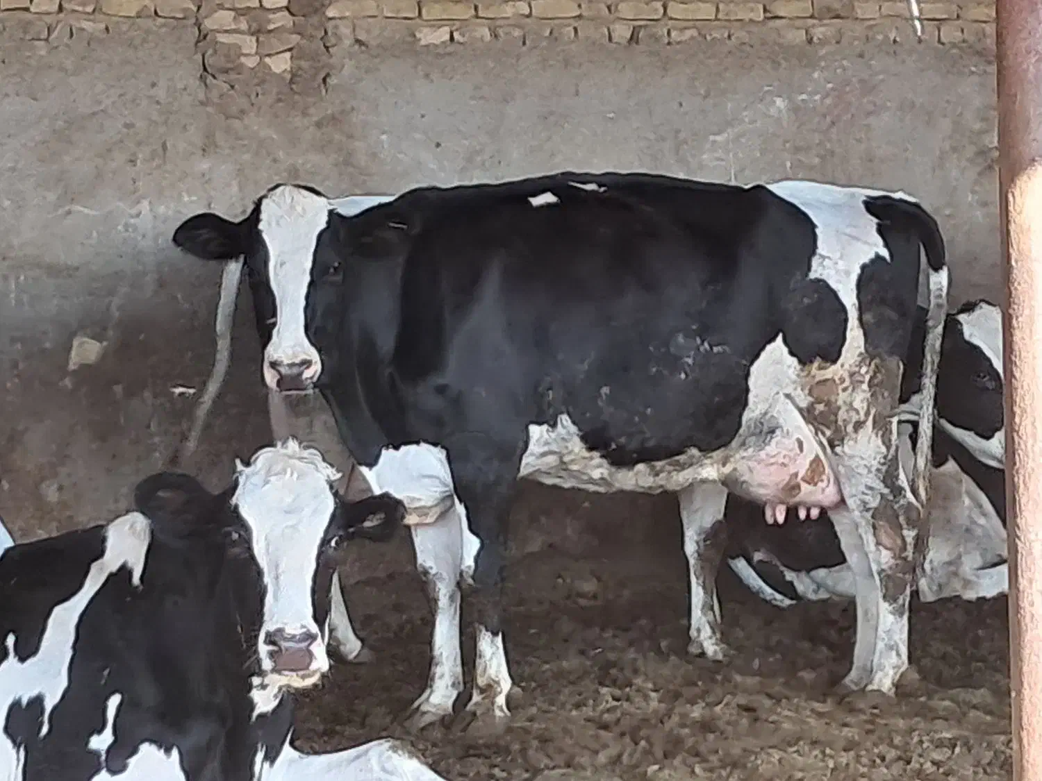 گاو و گوساله|حیوانات مزرعه|تربت جام, معدآباد|دیوار