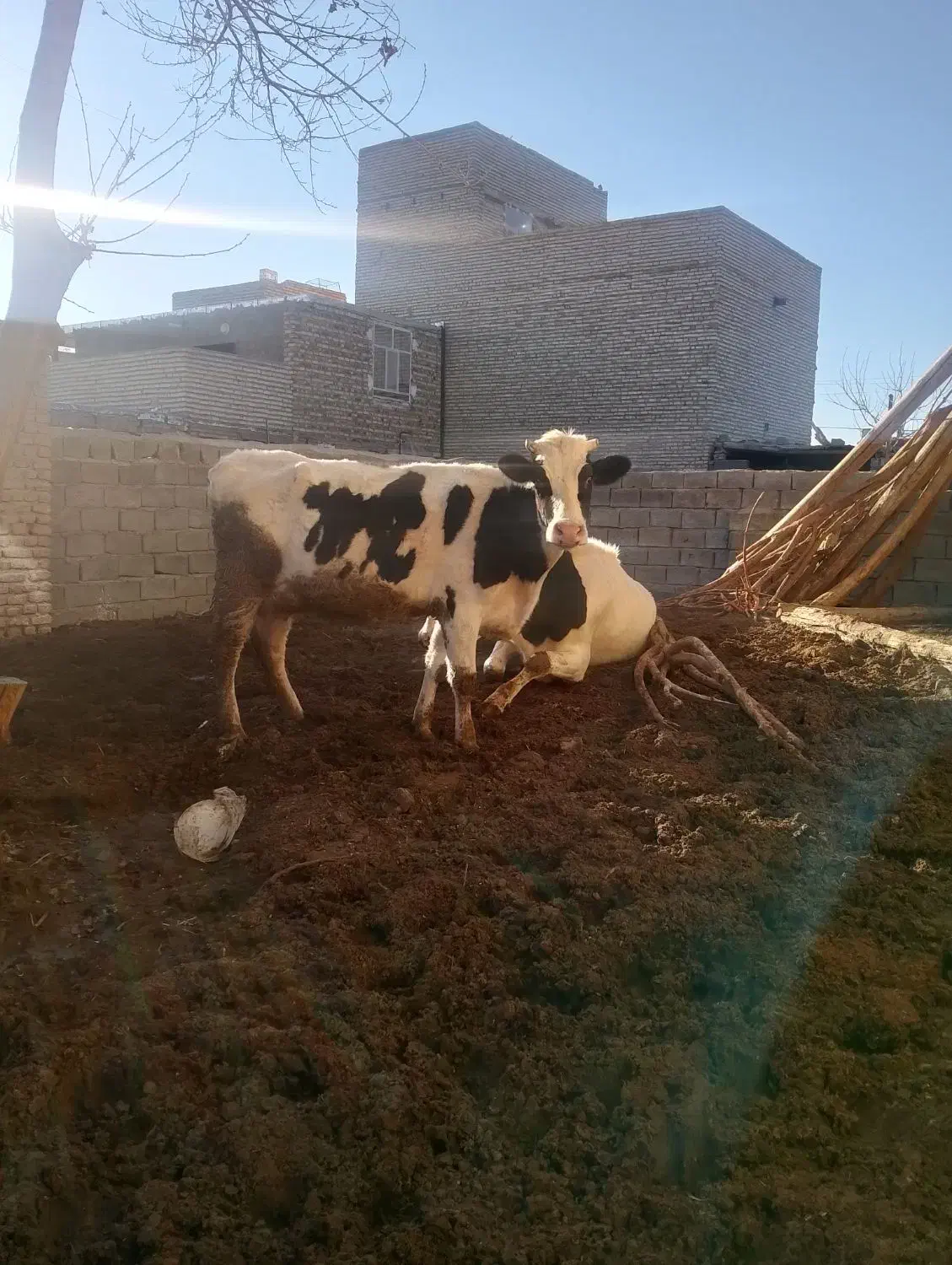 دوراس گاوبفروش میرسد|حیوانات مزرعه|مشهد, کوی سیدی|دیوار