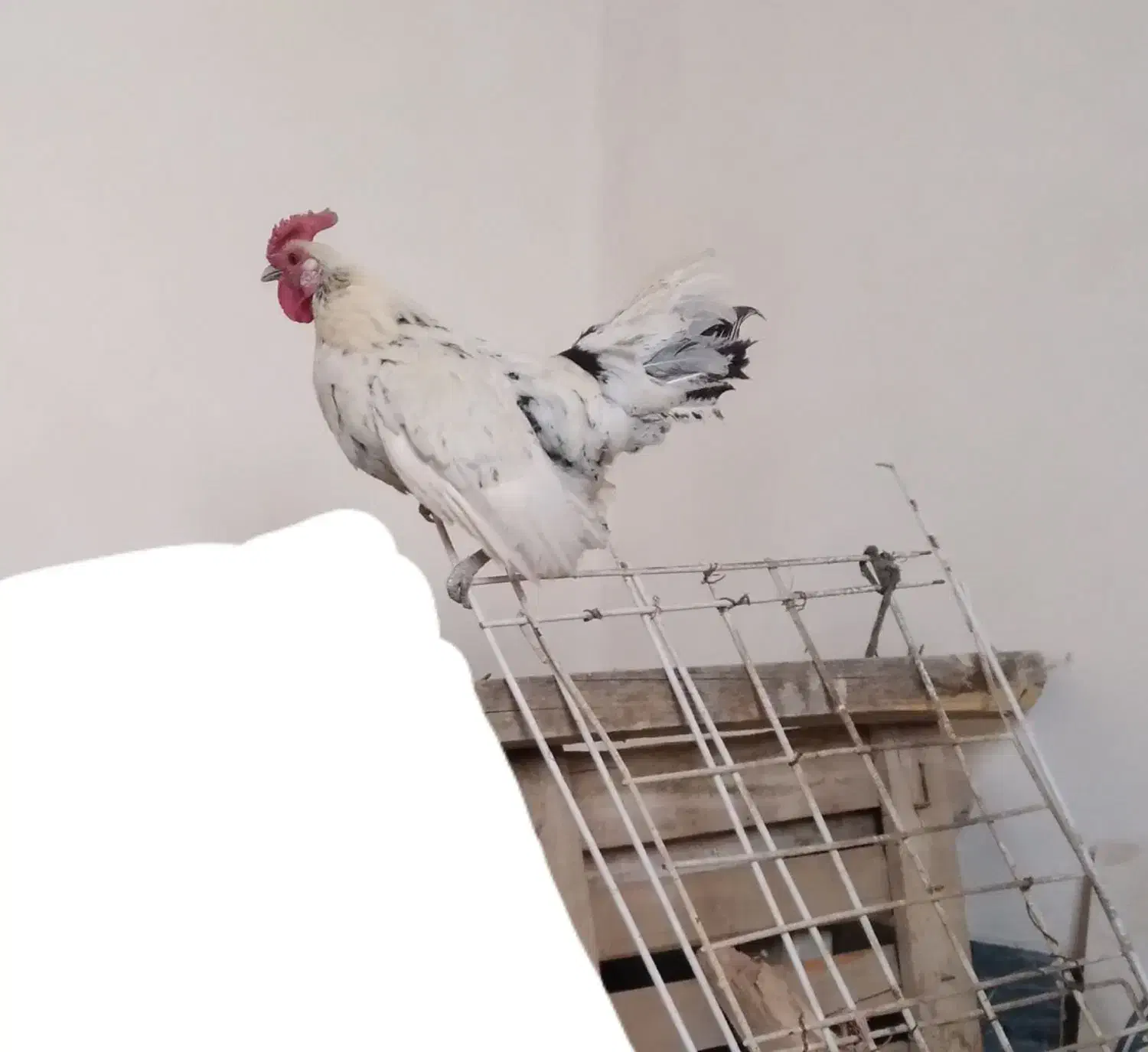 خروس چهل تاج مینیاتوری|حیوانات مزرعه|معصومیه, |دیوار