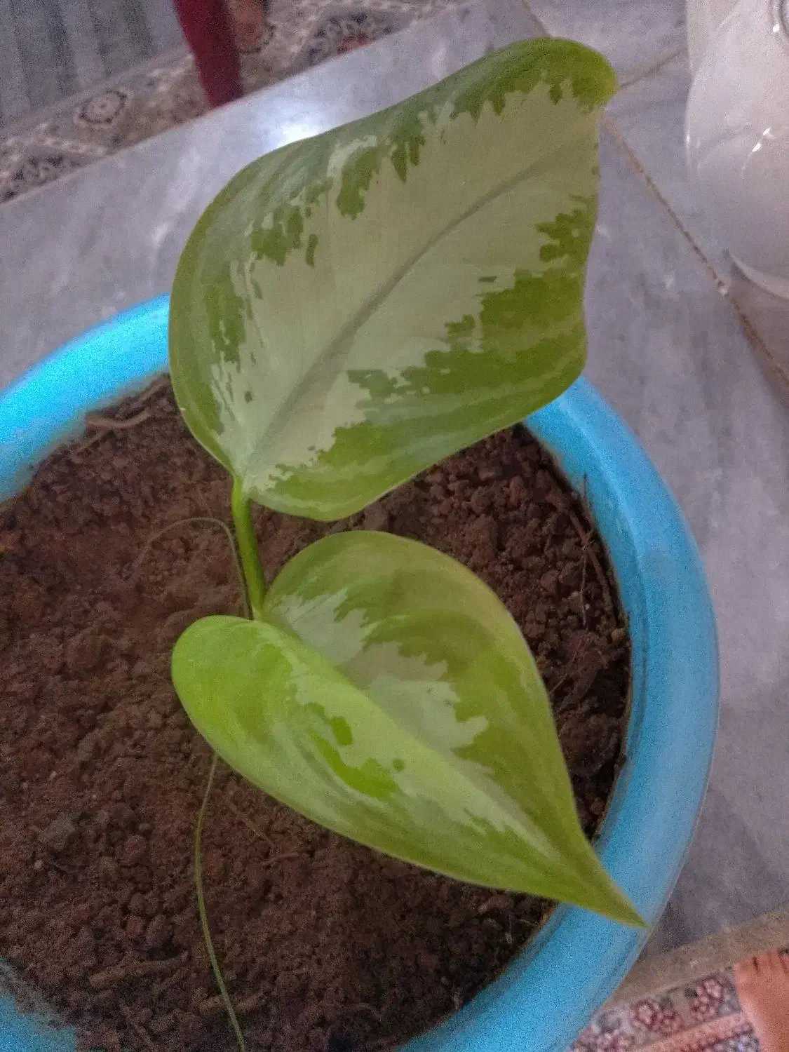 فروش گل|گل و گیاه طبیعی|چناران, |دیوار