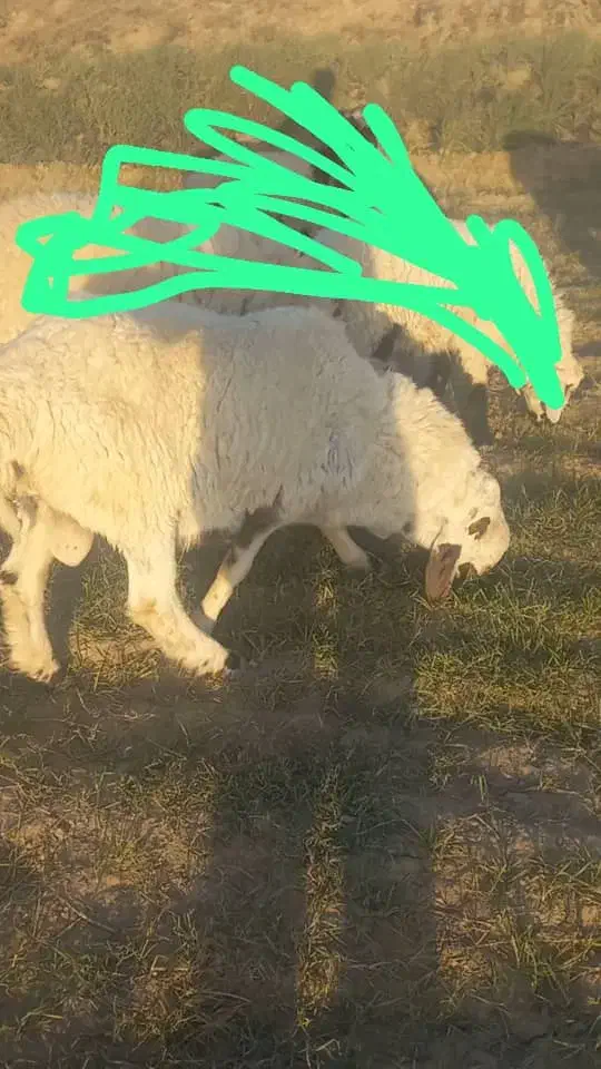 گوسفند فروشی|حیوانات مزرعه|زهک, |دیوار