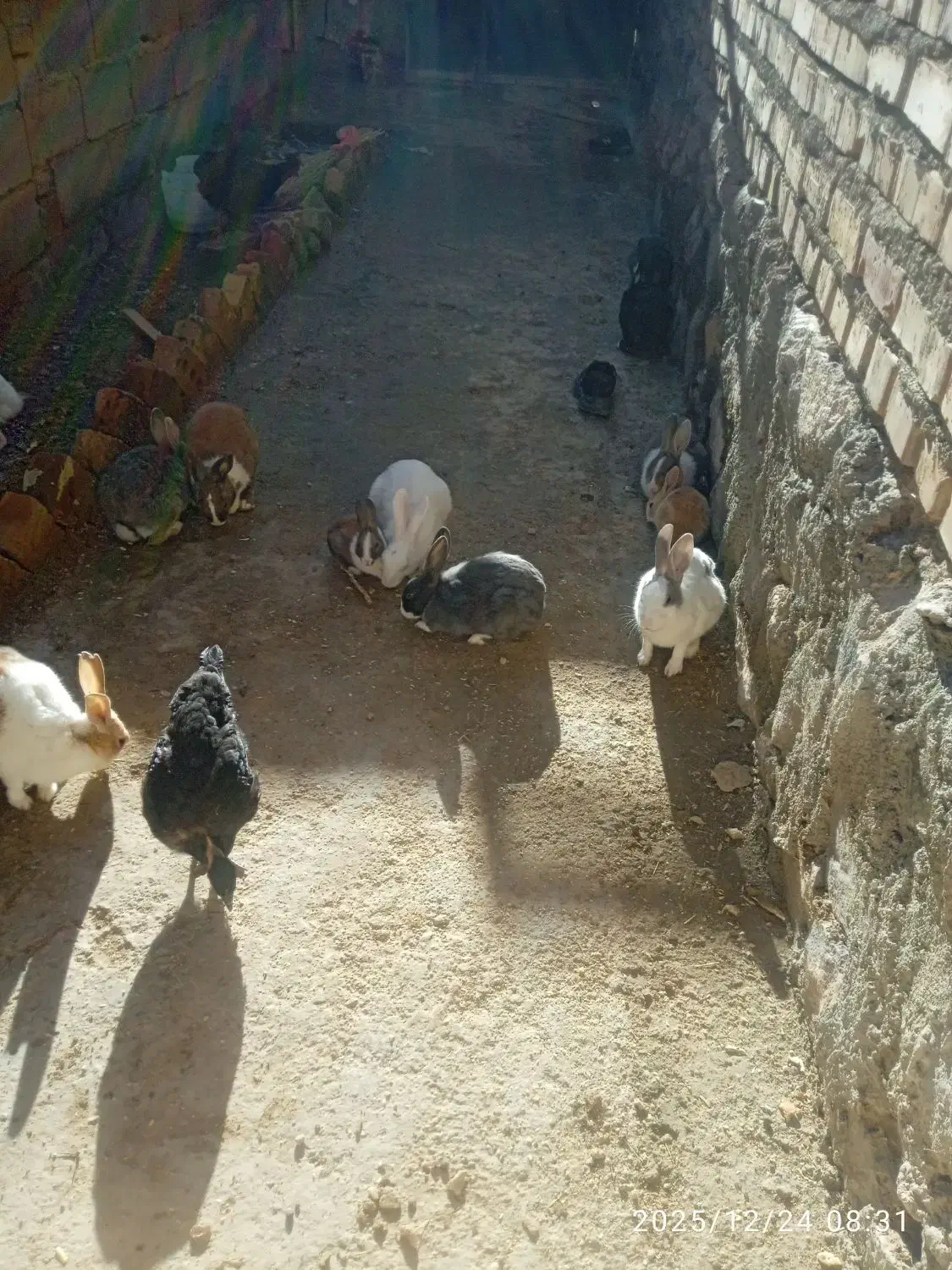 خرگوش|موش و خرگوش|قهستان, |دیوار