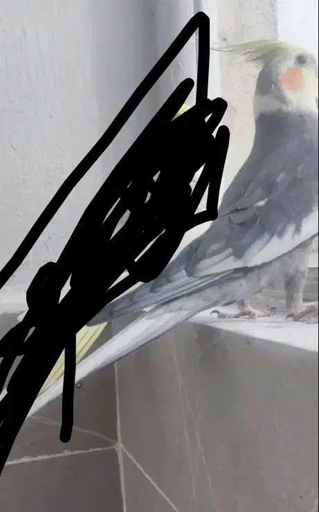 عروس هلندی|پرنده|مشهد, چاهشک|دیوار