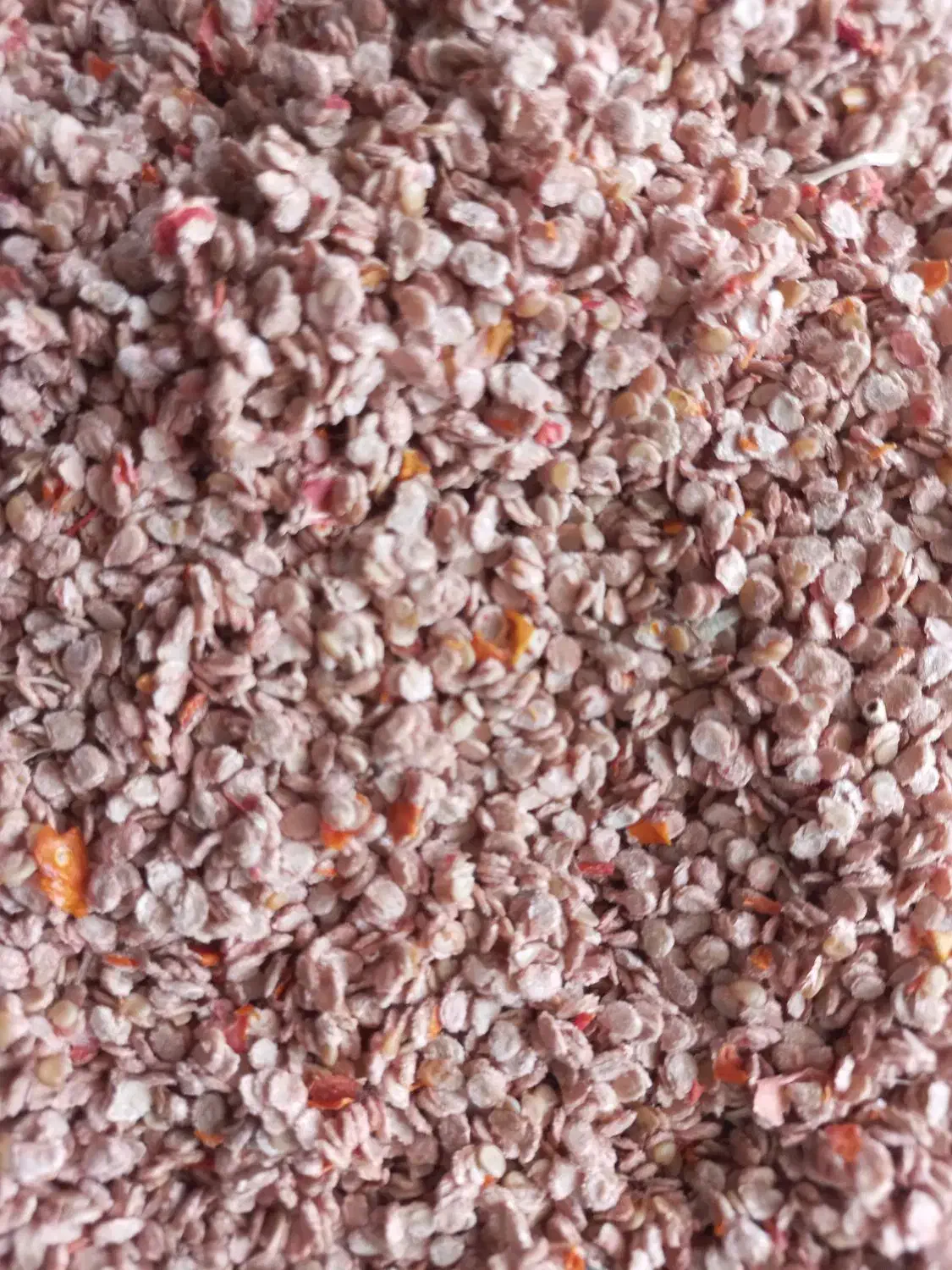 بذرگوجه|خدمات باغبانی و درختکاری|اصفهان, ارداجی|دیوار