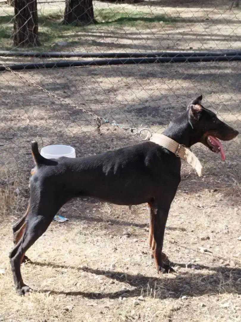 دوبرمن ماده|سگ|مرودشت, رامجرد یک|دیوار