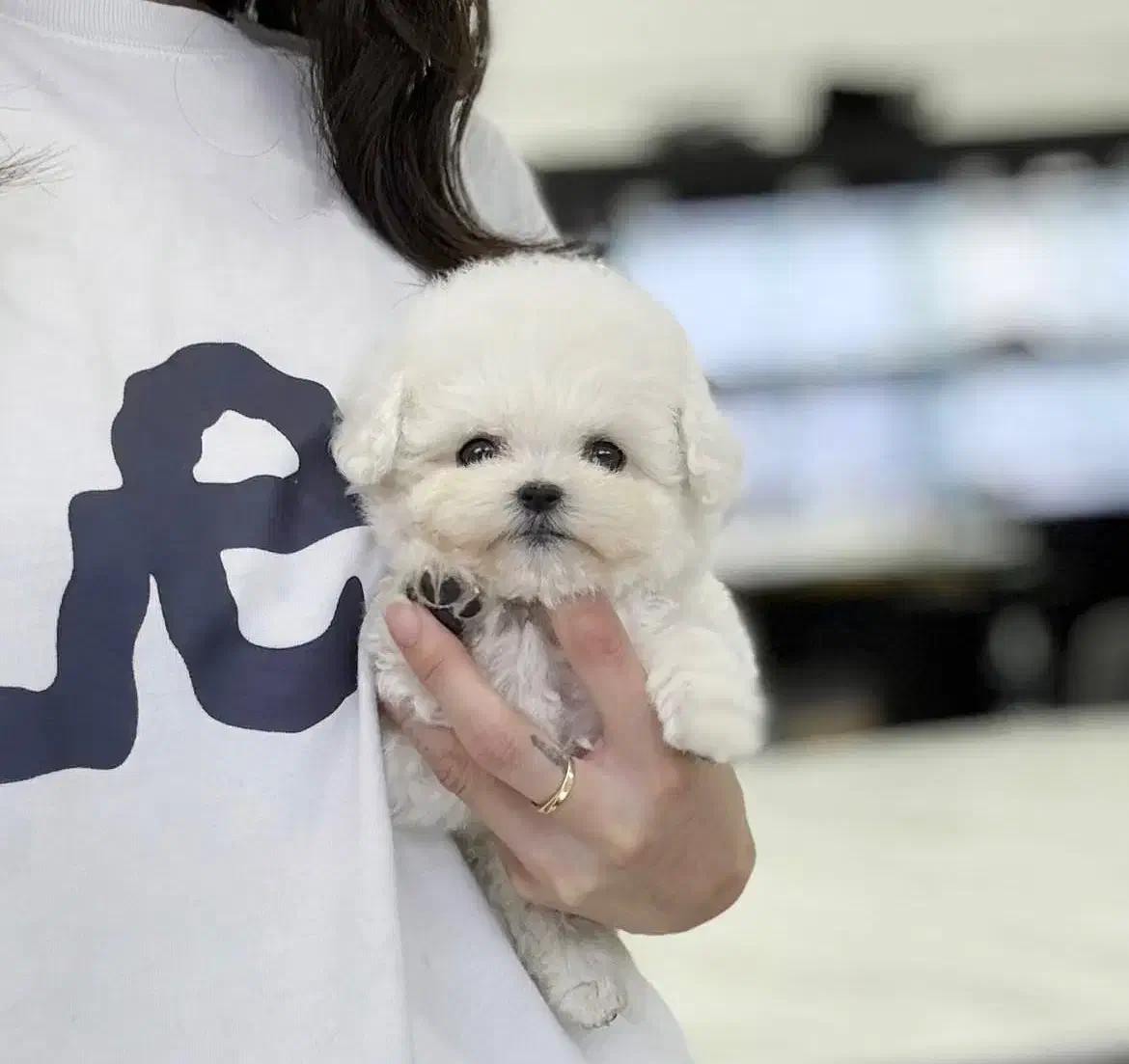 سگ اپارتمانی پودل مالتیز عروسکی مینی|سگ|تهران, پارک شهر|دیوار