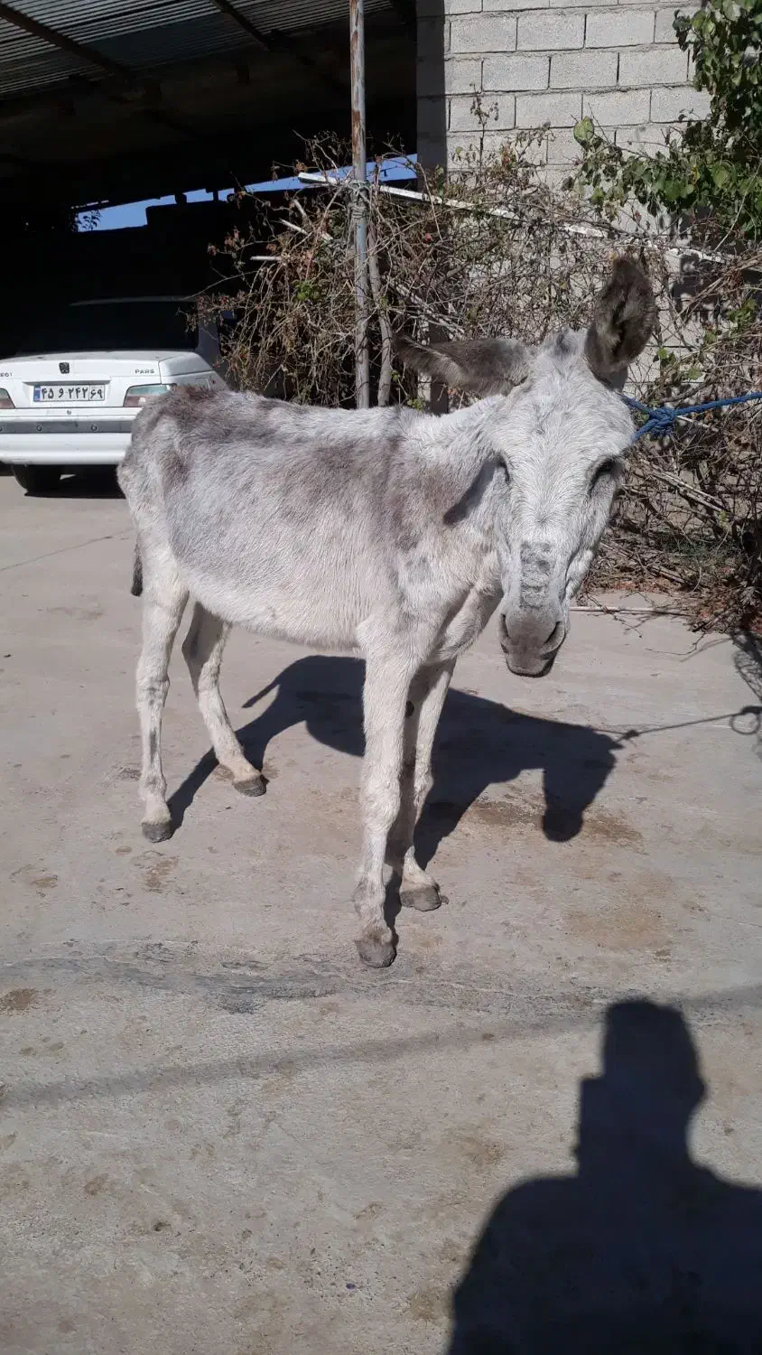 خر نر  جوان گوسفندی و گاو گ و س ا ل ه|حیوانات مزرعه|آق قلا, |دیوار