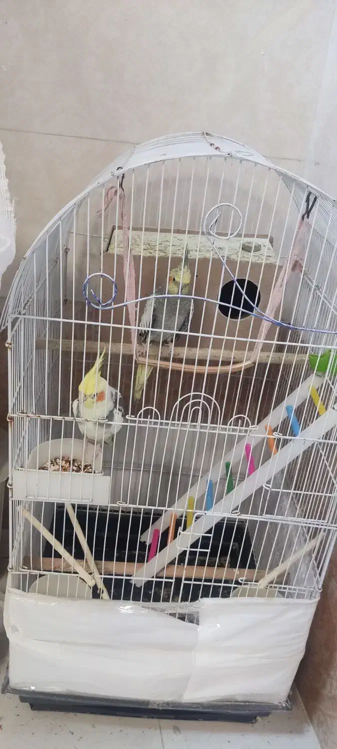 عروس هلندی نر ماده|پرنده|مریوان, |دیوار