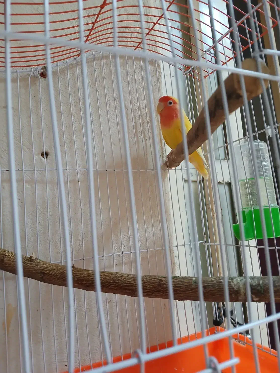 طوطی برزیلی|پرنده|چرام, |دیوار