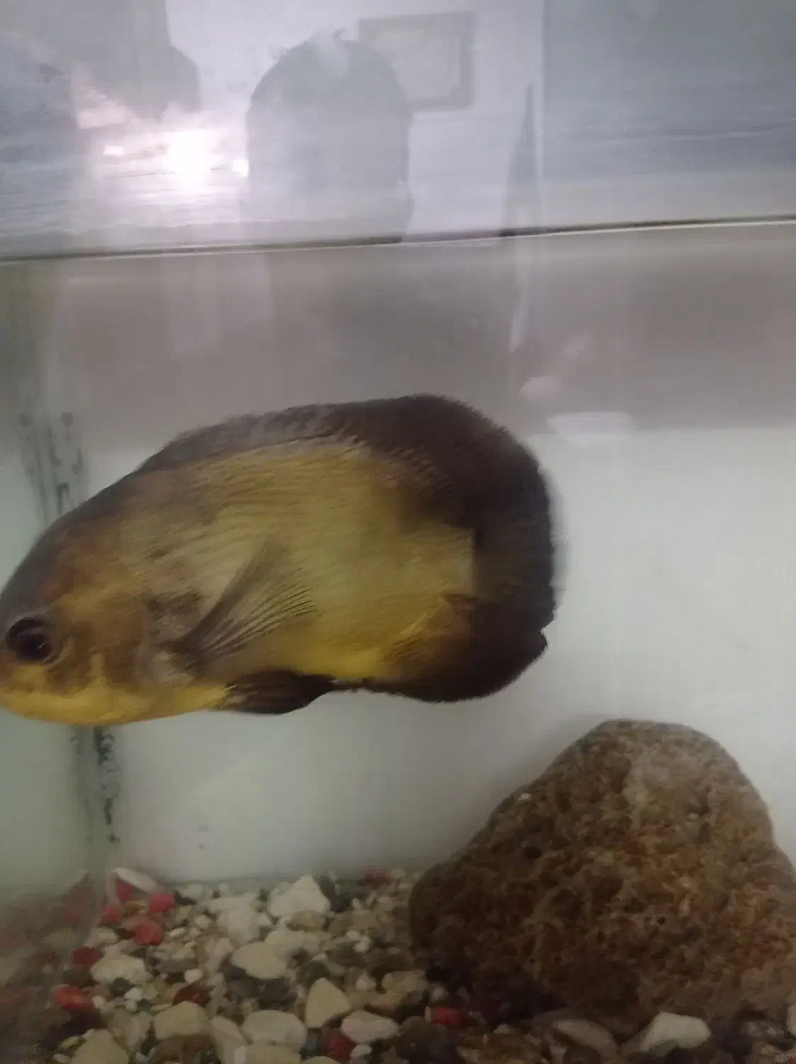 ماهی اسکار|ماهی|ایرانشهر, |دیوار